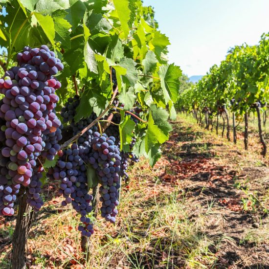Vineyard,With,Red,Wine,Grapes,Before,Harvest,In,A,Winery